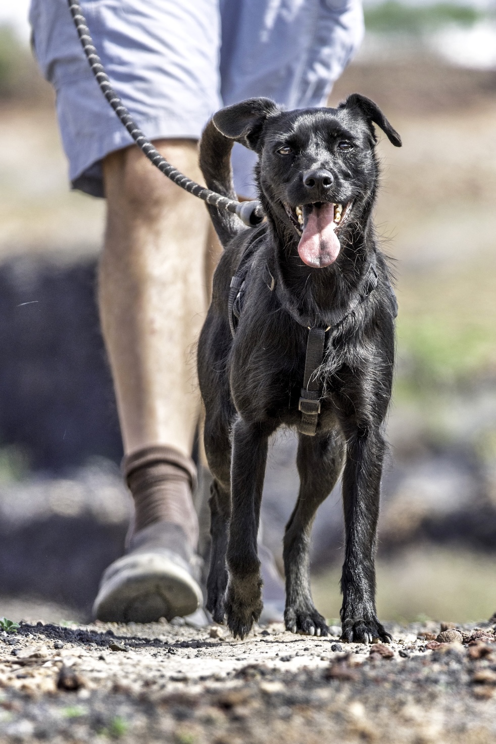 Laika (Kala)