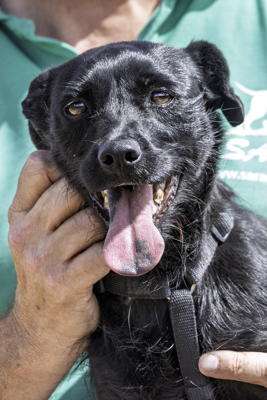 Laika (Kala)