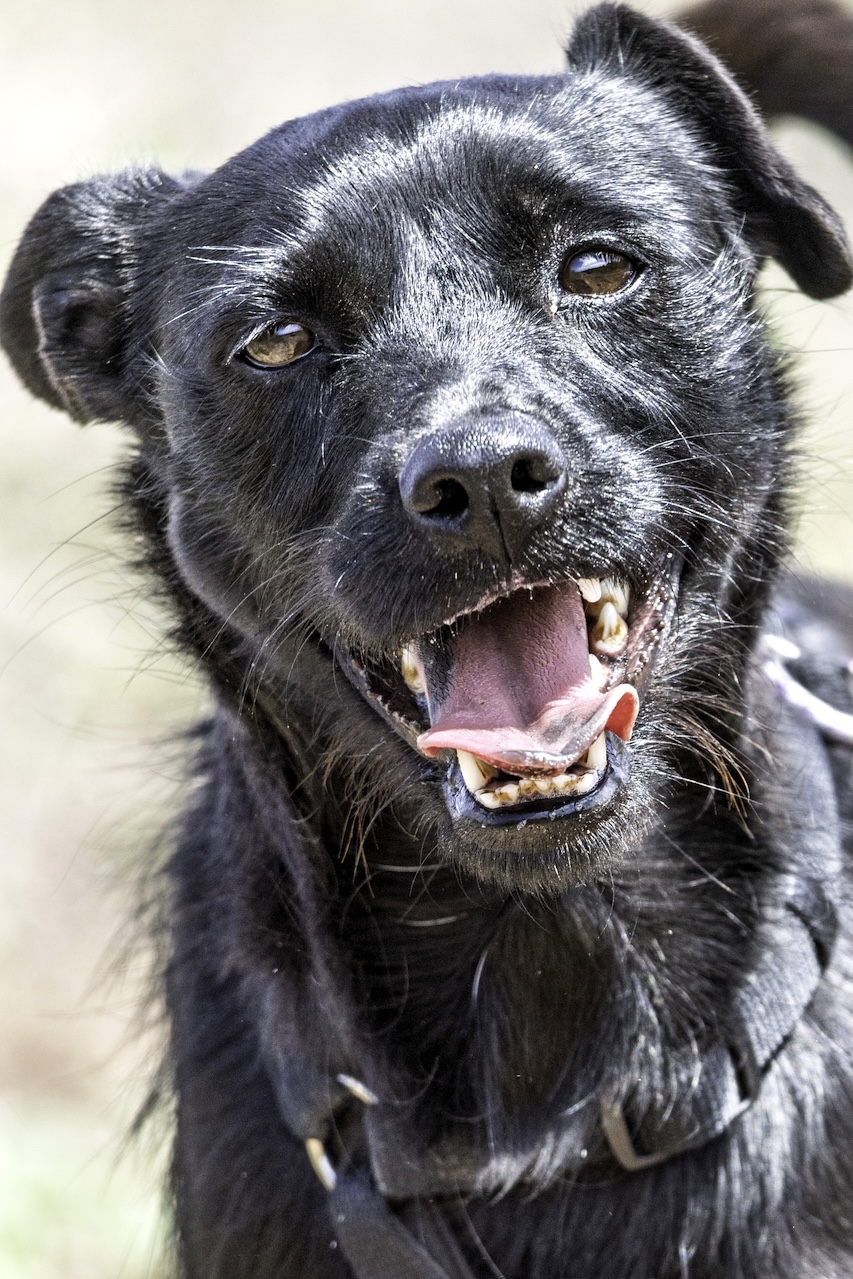 Laika (Kala)