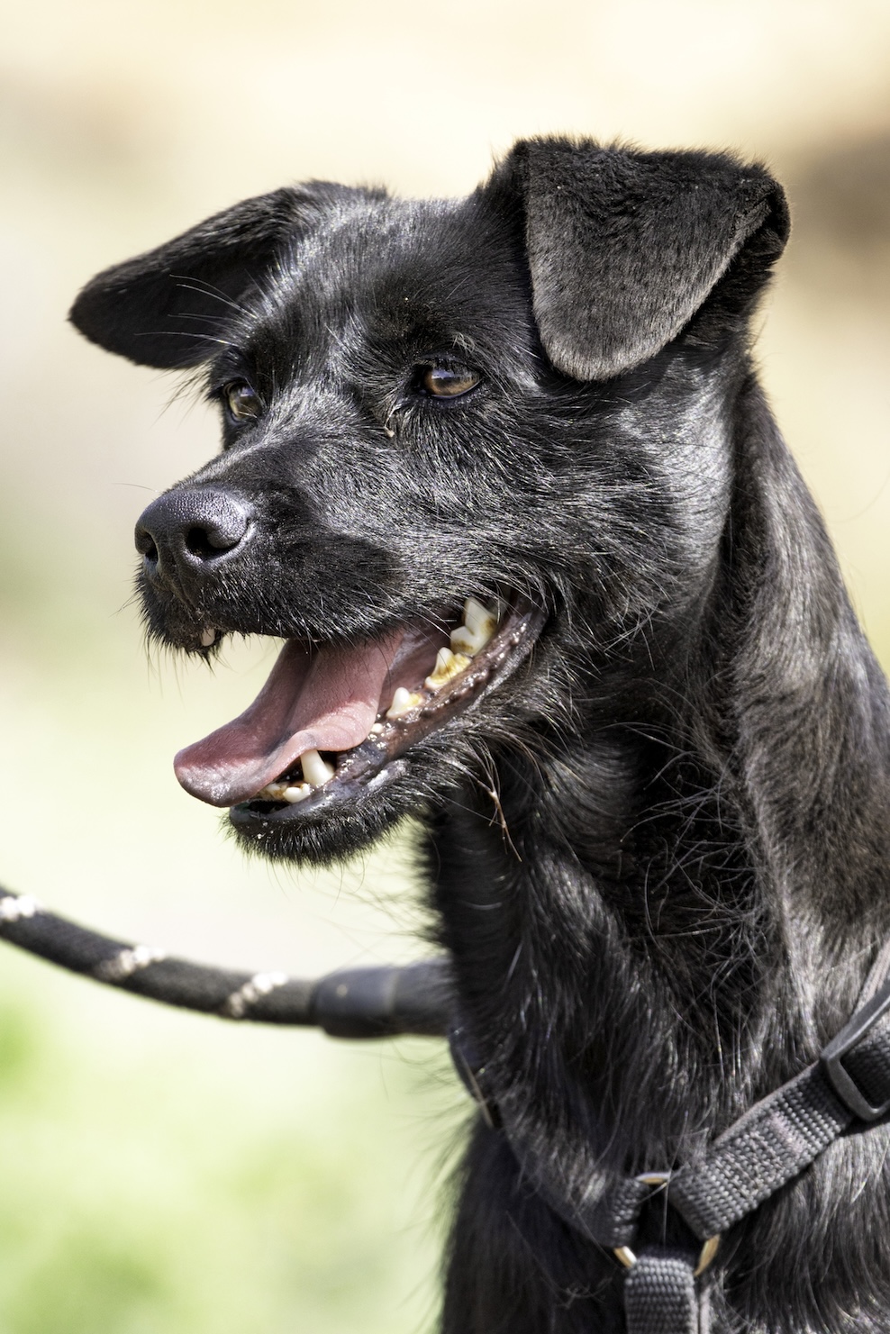 Laika (Kala)