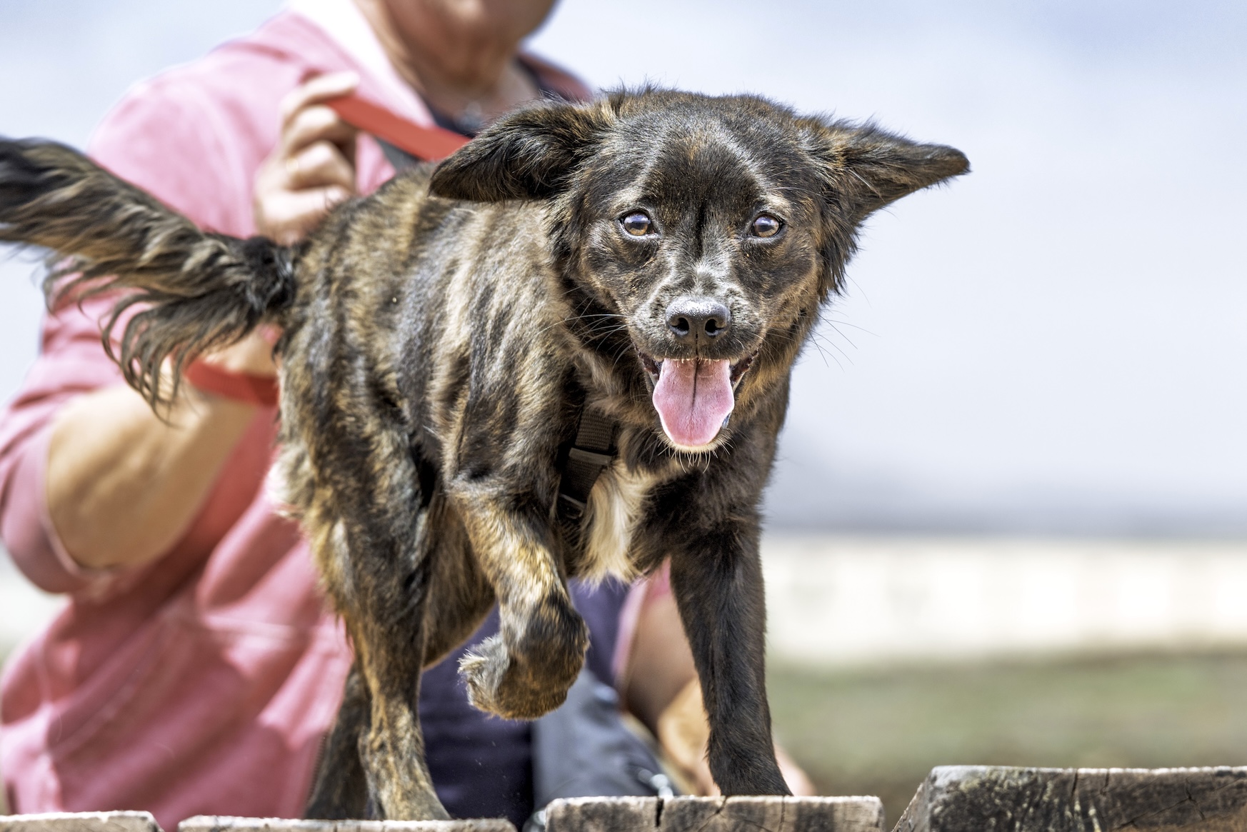 Layda (Laika) -RESERVADA-