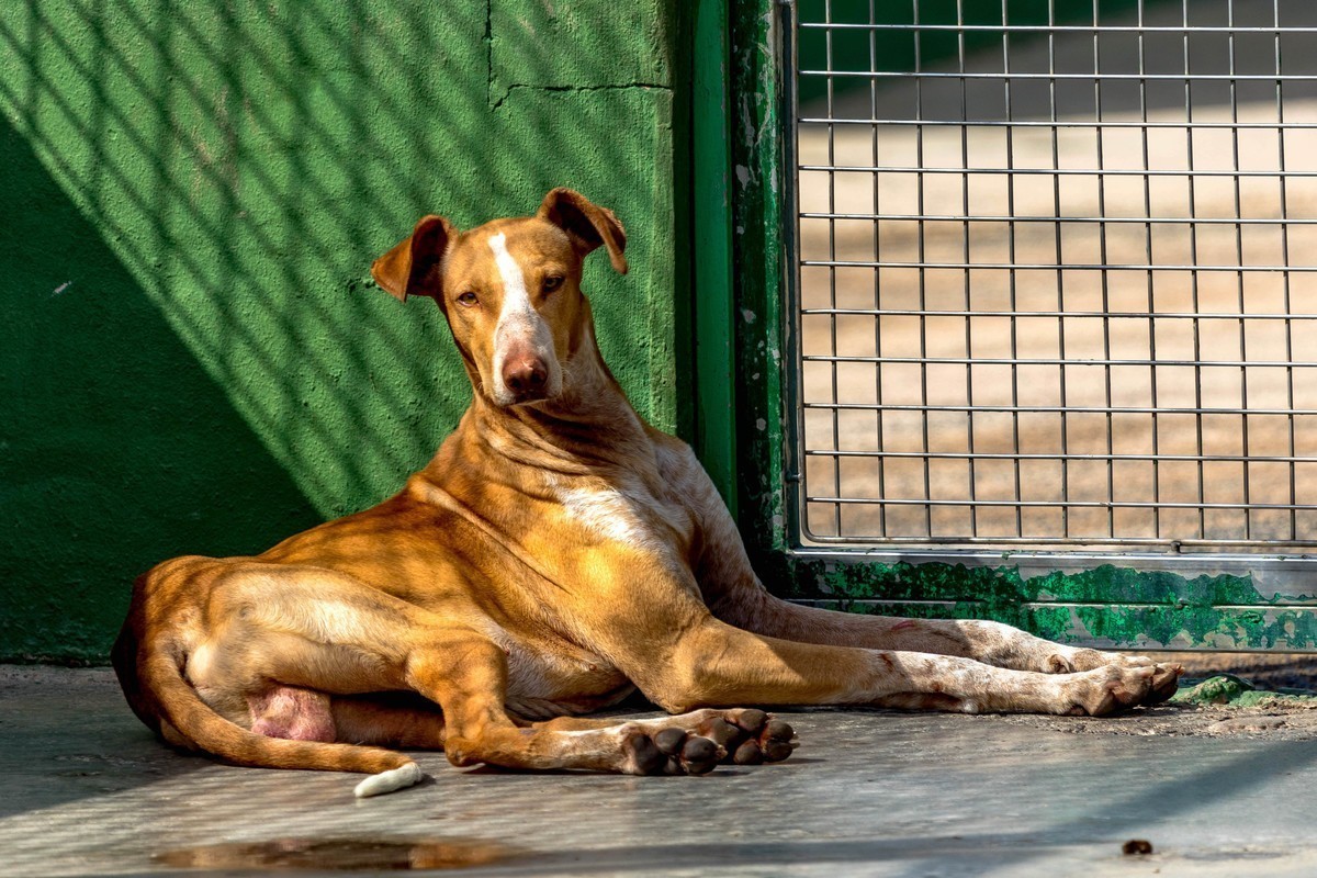 Cado