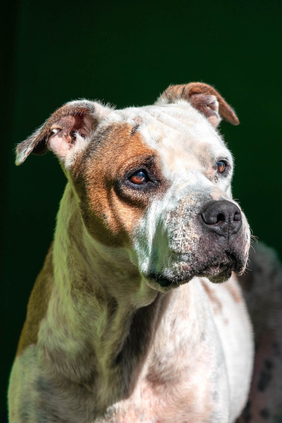 Heidi