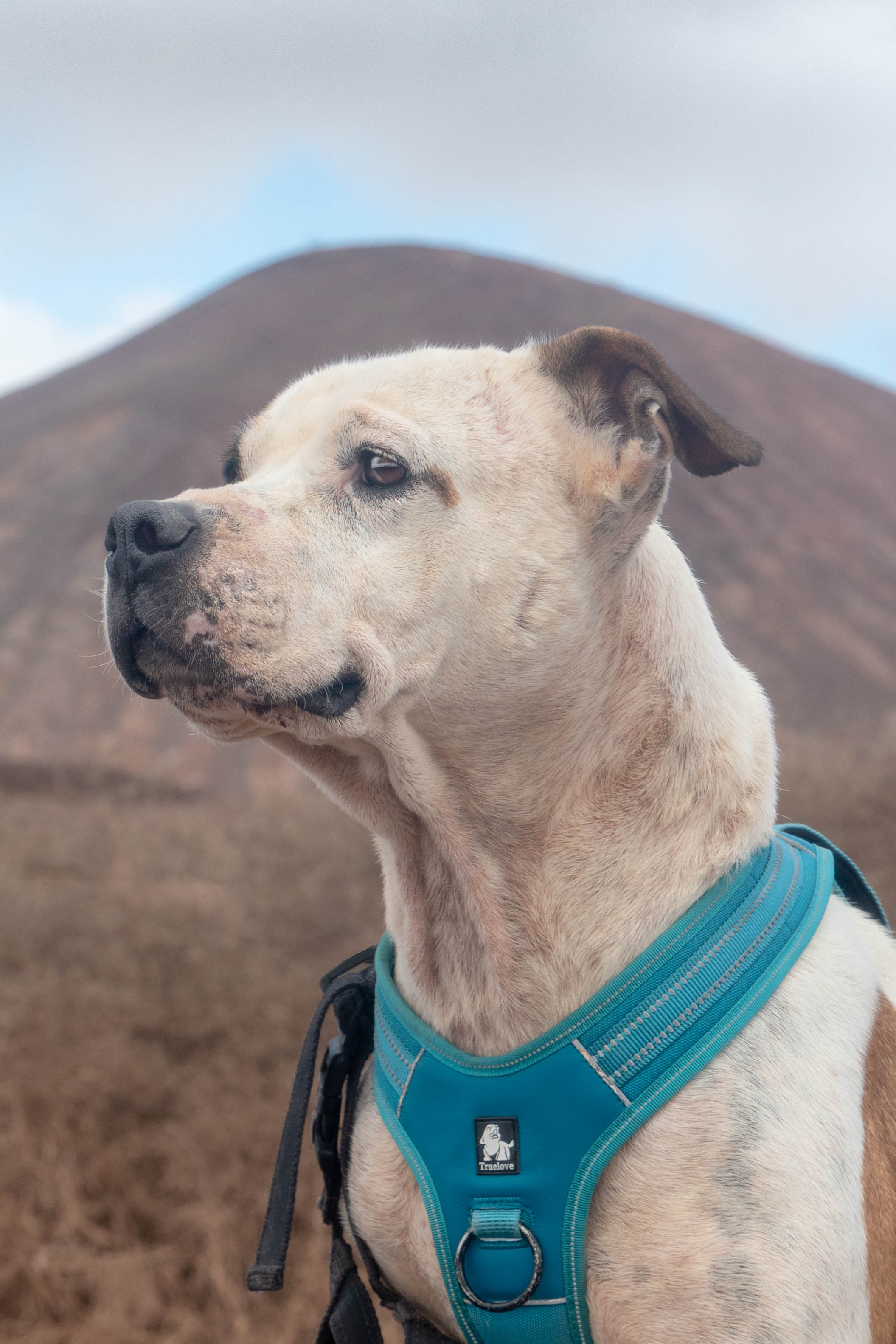 Heidi
