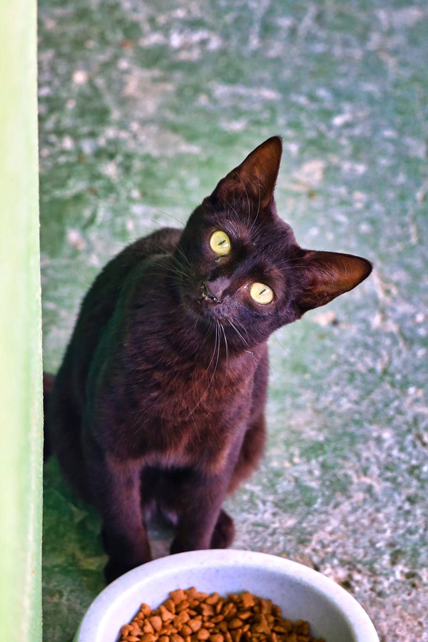 Gatito Pantera 3