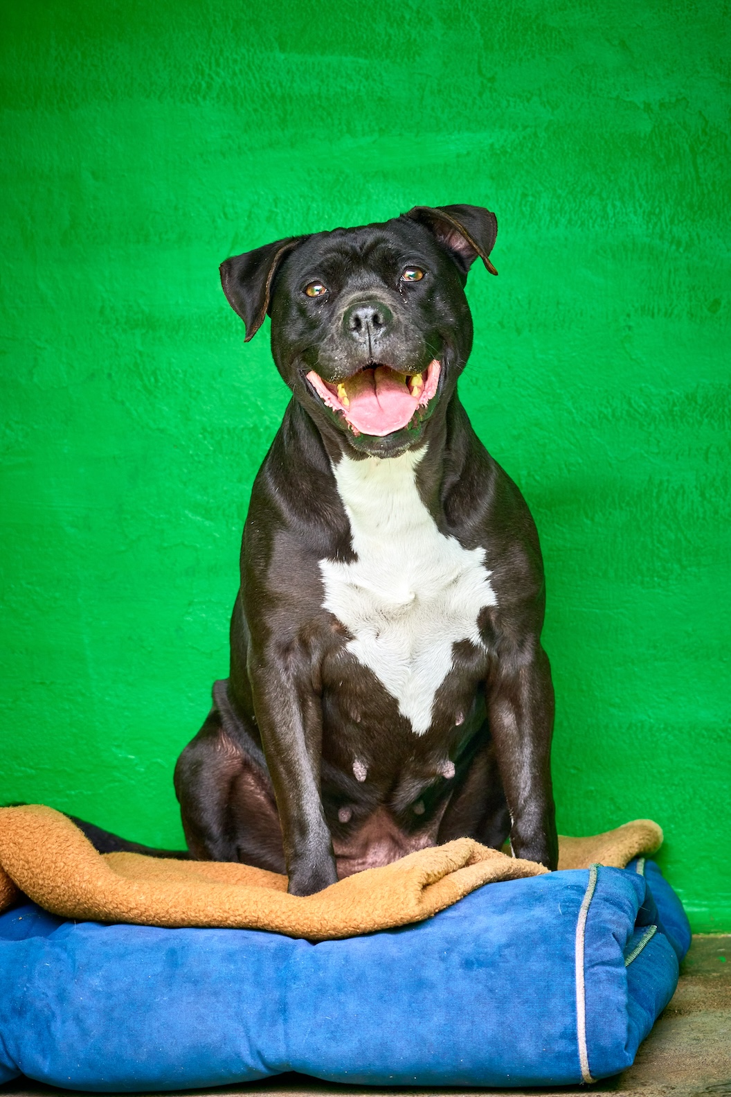 Bella