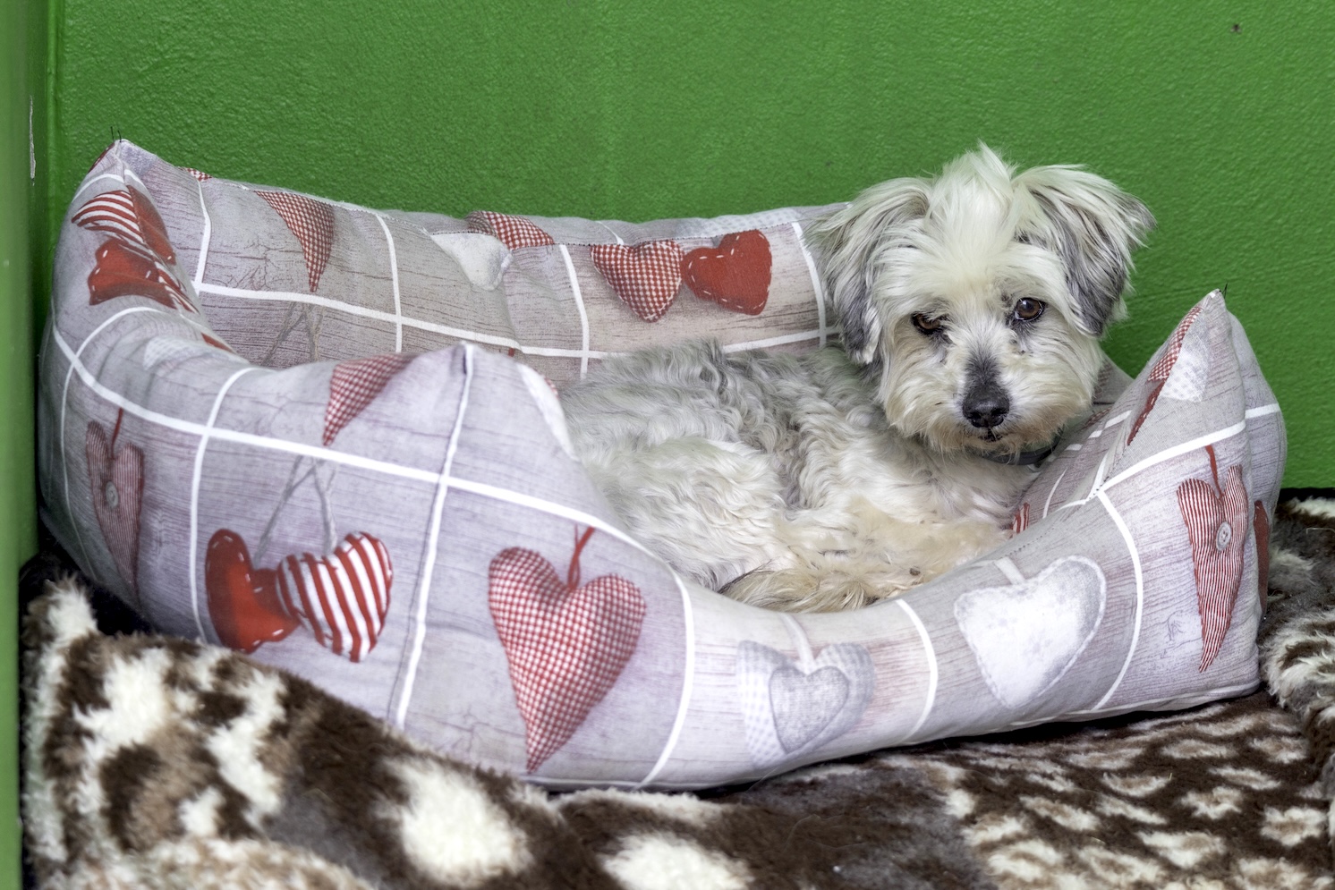 Copito -RESERVADO-