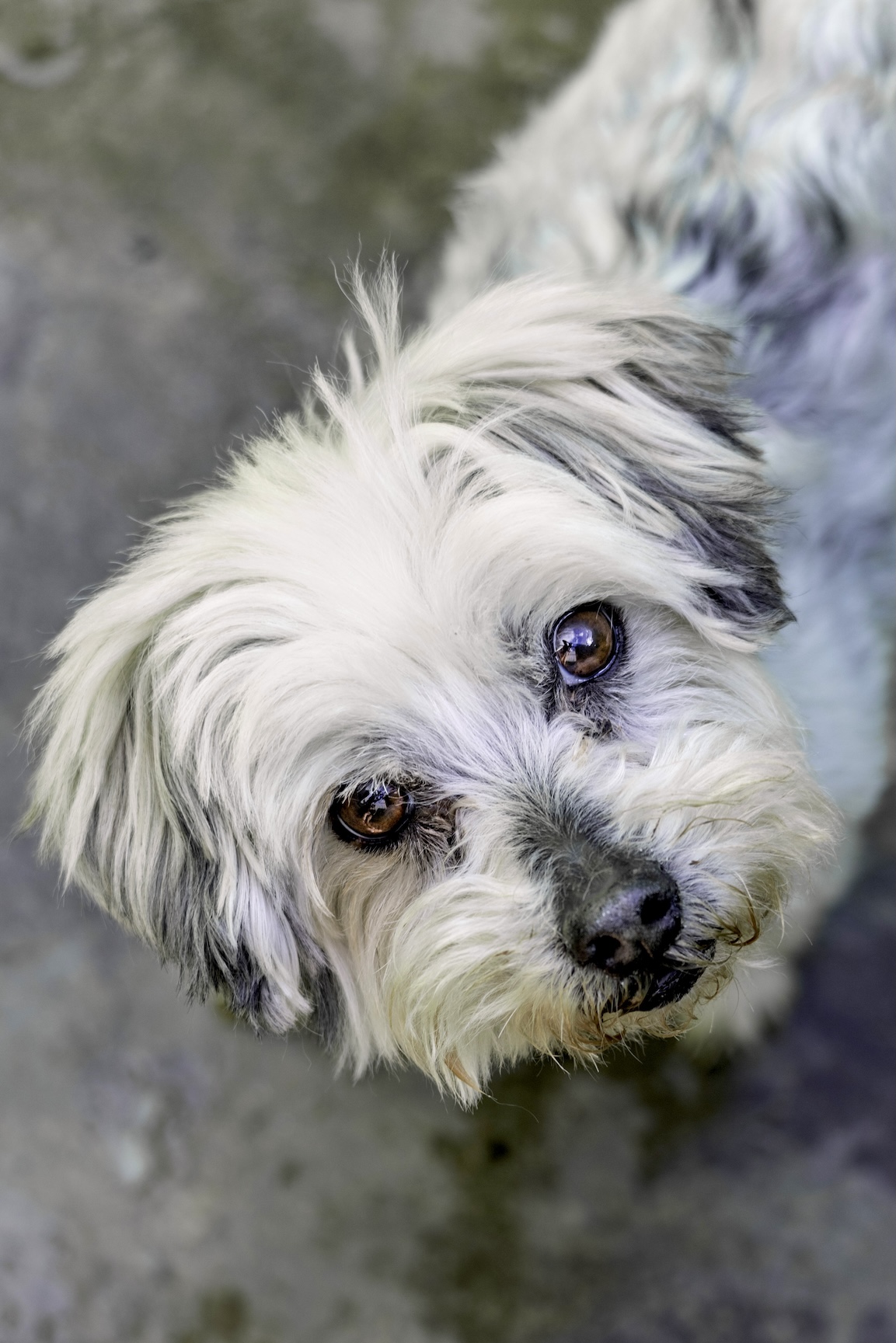 Copito -RESERVADO-