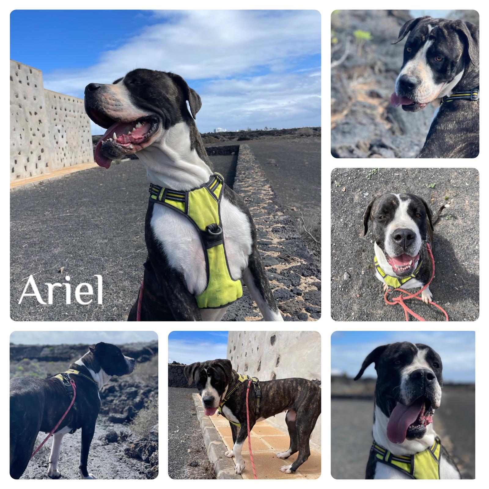 Ariel