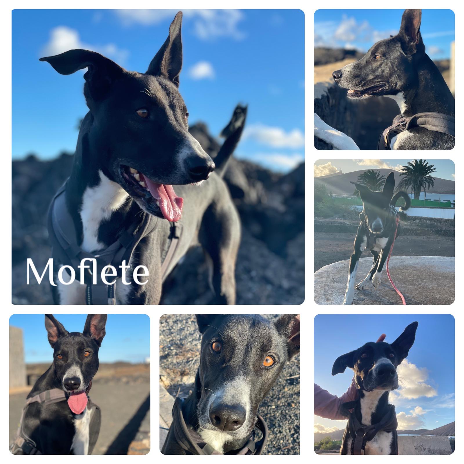 Moflete (Mofeta)