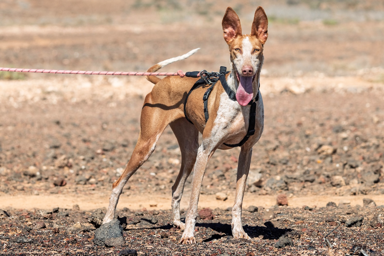 Petra (Pepa)