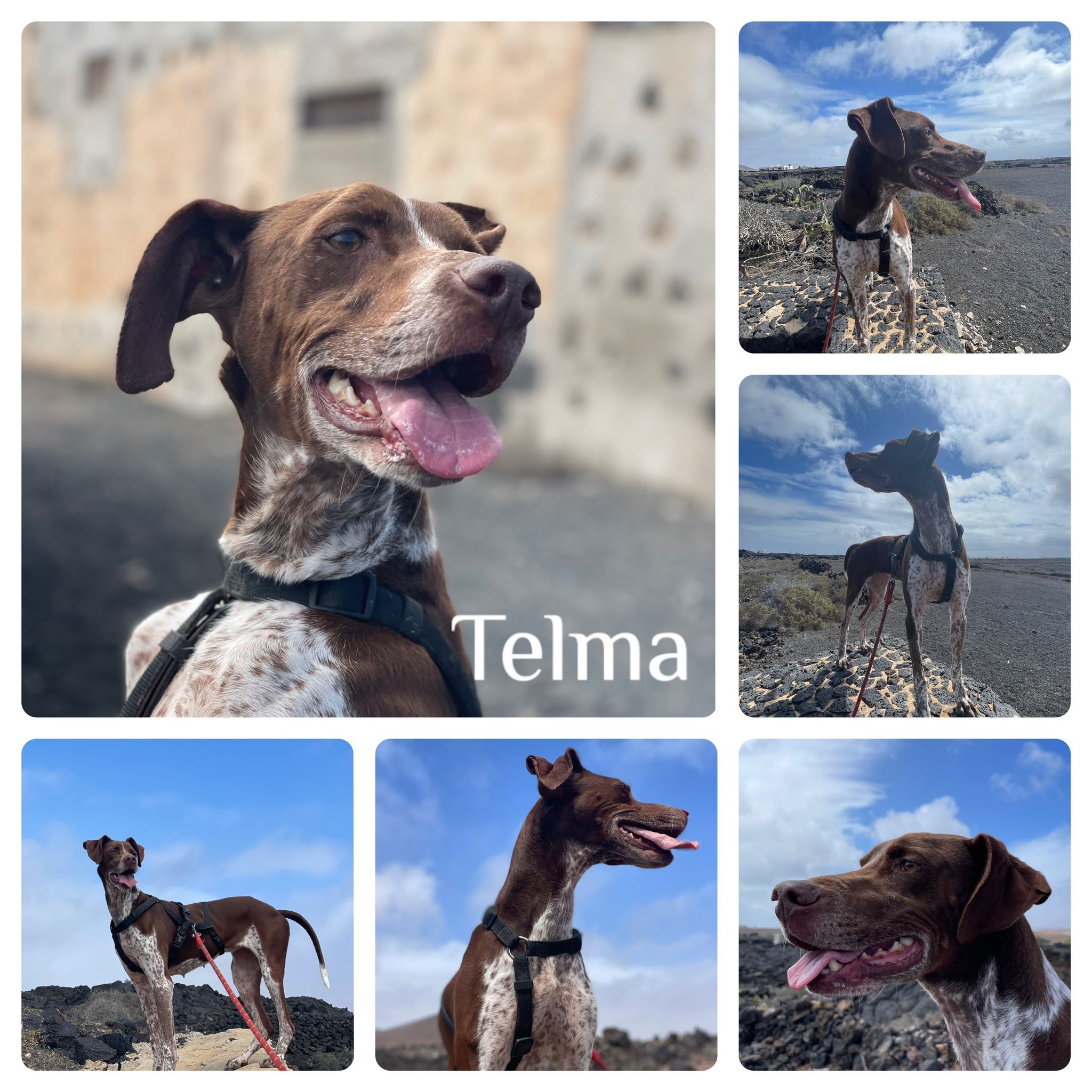 Telma