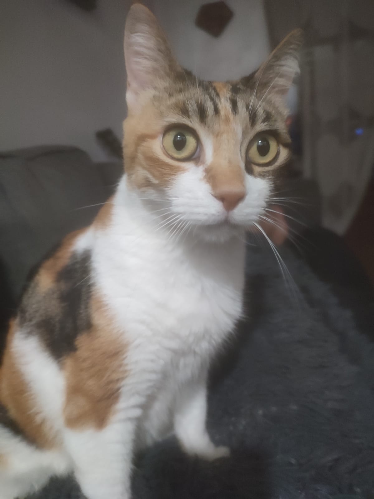 Estrellita
