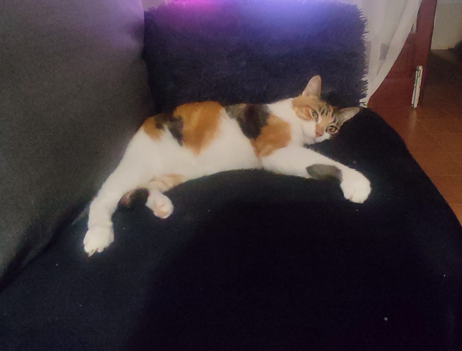 Estrellita