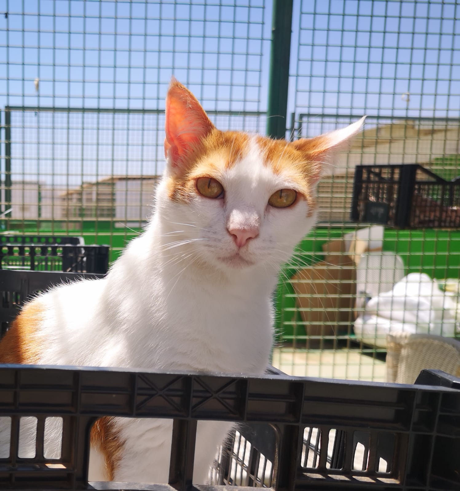Maximino