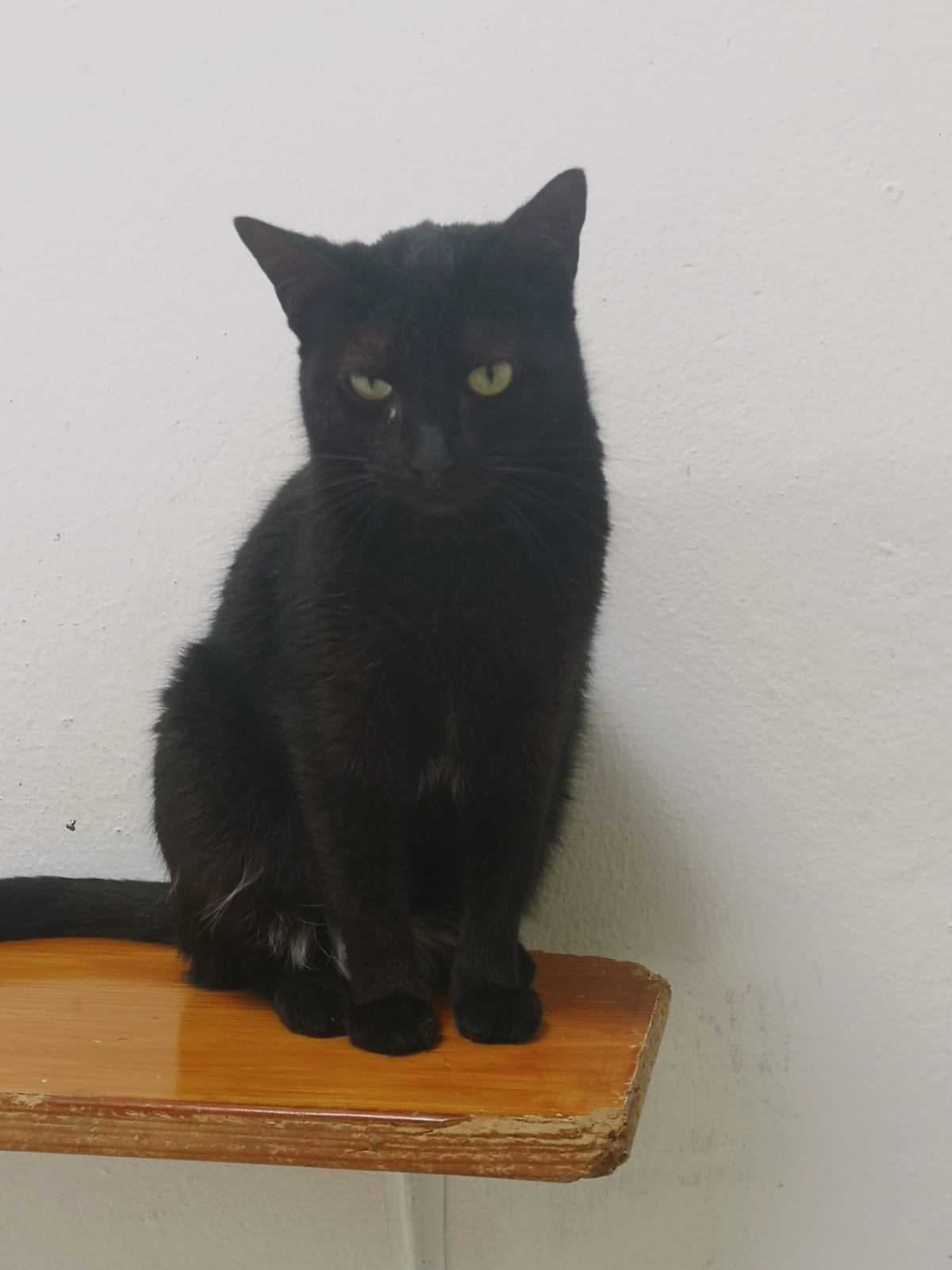 Gatito Pantera 5