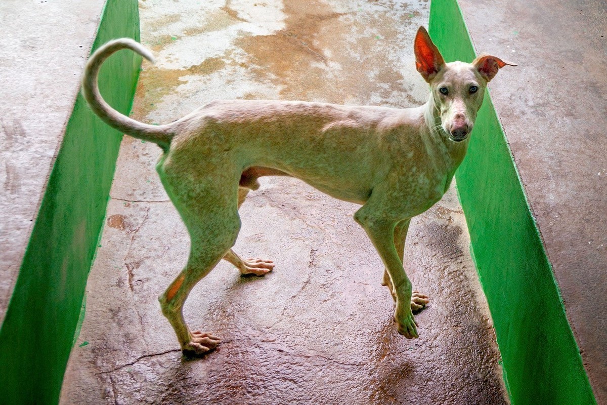 Patas Largas